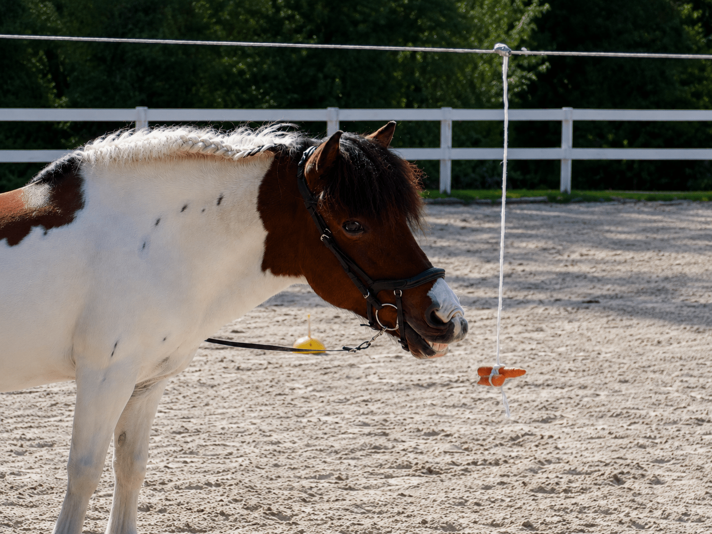 WG Ponyhof